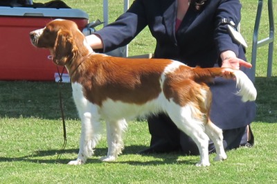 2012 vic gundog duchess 1842.jpg