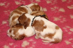 day 16 percy, archie & beatrice 0273