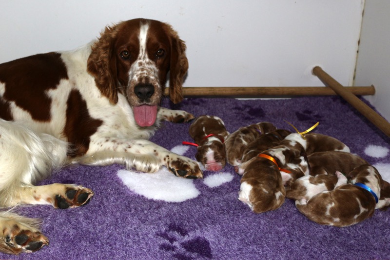 Duchess puppies day 1 3115.jpg