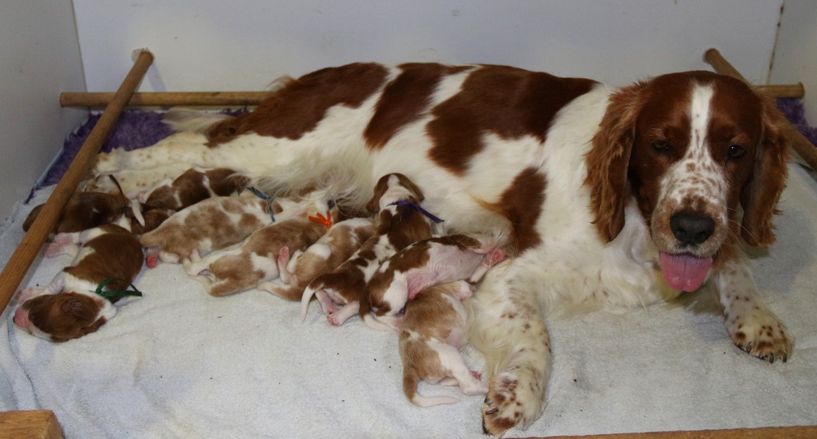 poldark litter 4 days IMG 5716.jpg