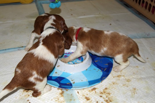 poldark pups day 23 feeding frenzy 5800.jpg