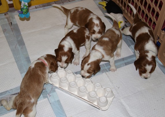 poldark pups day 23 playing 5820.jpg