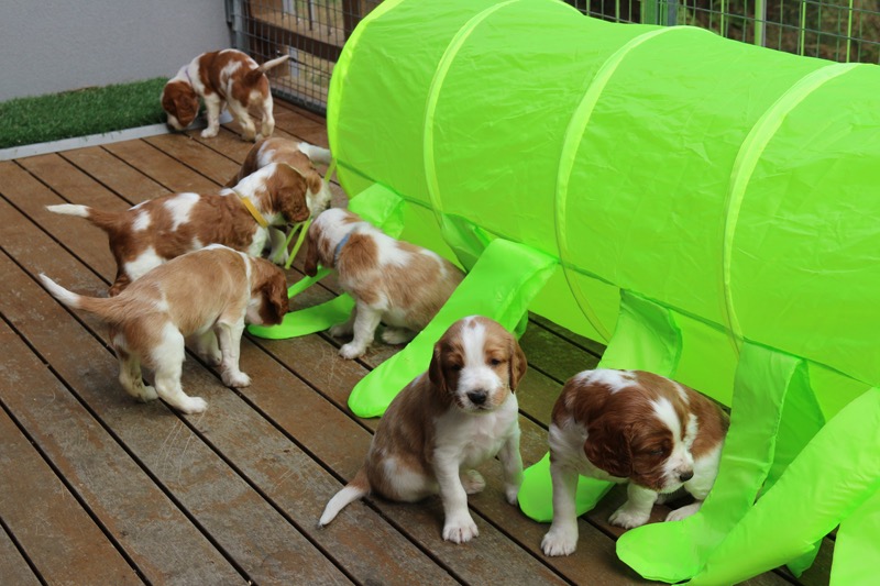 poldark pups tunnel d30 5963.jpg