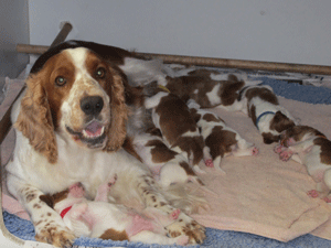 polly-&-pups-1187.gif