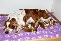 Polly_pups_day3