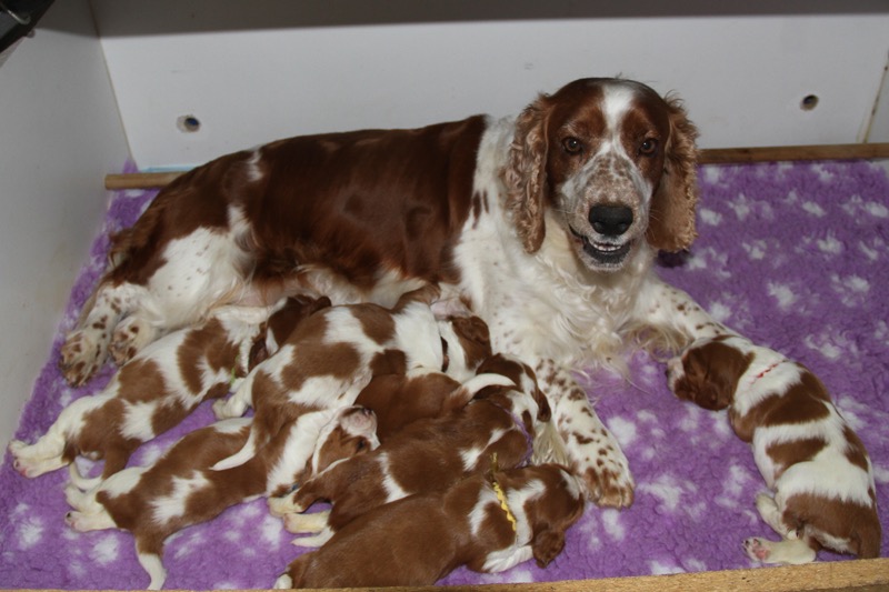 polly's puppies day 16 3035