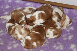 puppies 0235