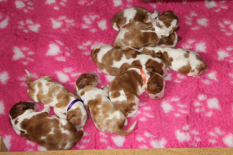 puppies 5 days 0174