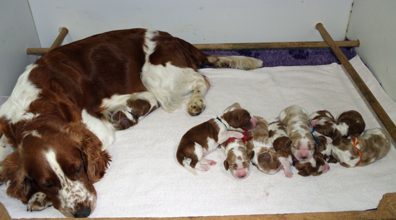 puppies 5 days IMG 5733