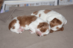 pups-6231-11-days